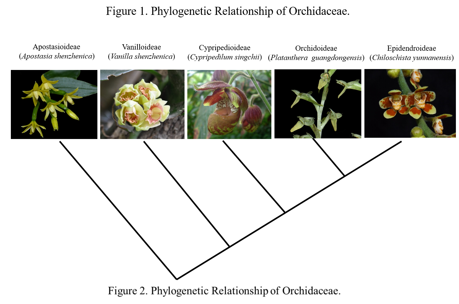 Phylogenetic Relationship of Orchidaceae.