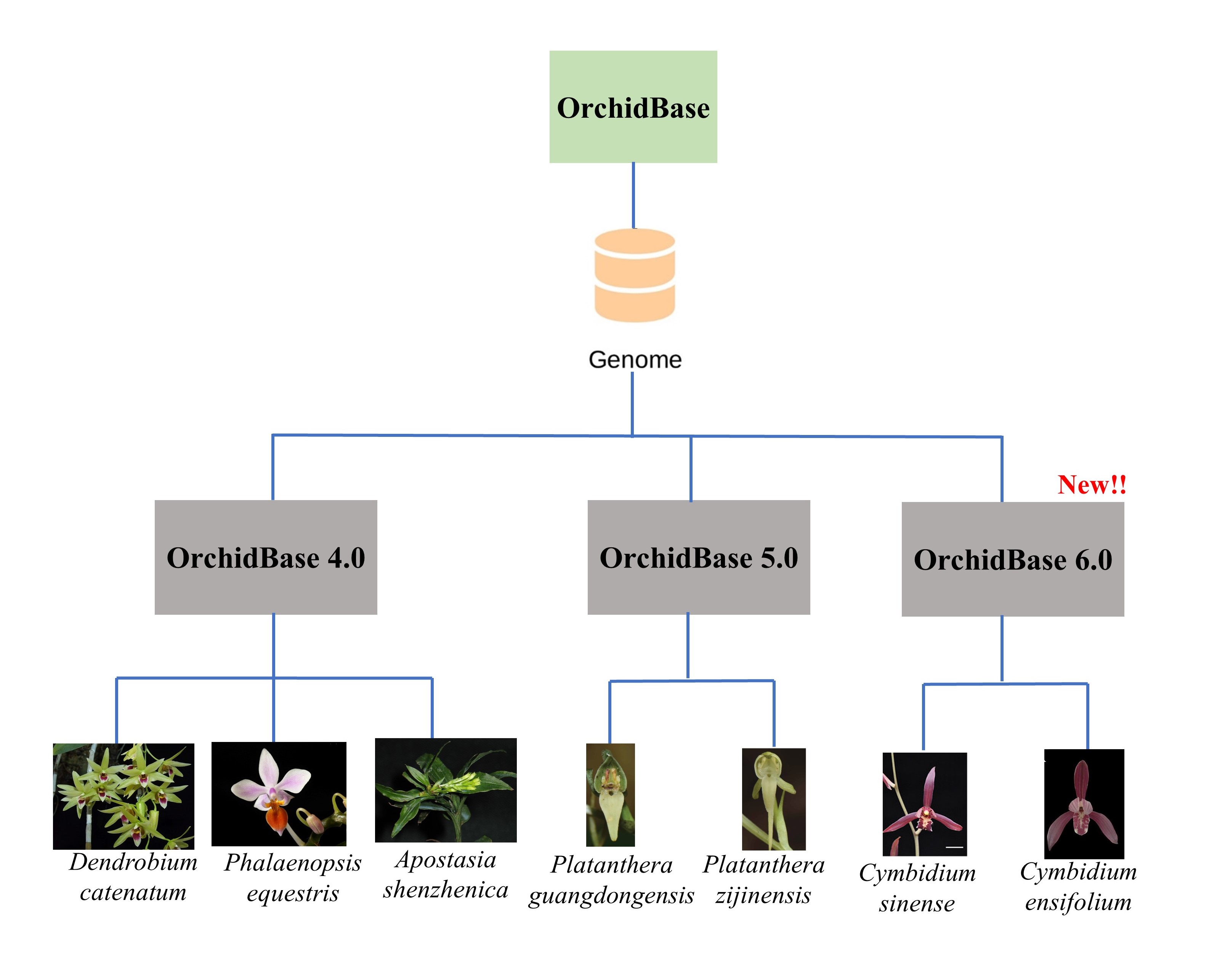 Characteristics of orchid species